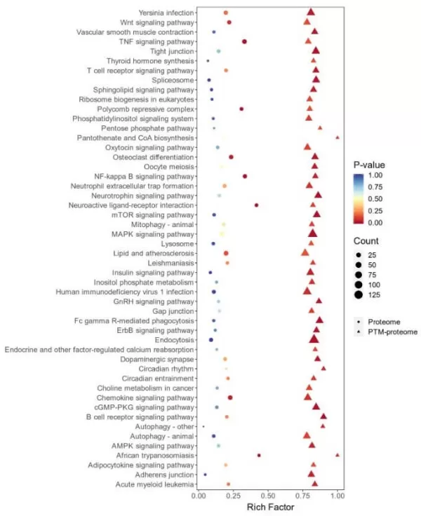 figure 3. GOKEGG enrichment analysis results